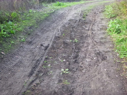 Natural surface trail that may be muddy when it rains – wide trail – vegetation on both sides